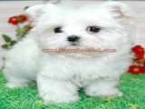 teacup maltese